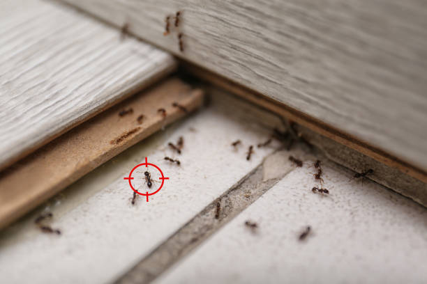 Best Rat Extermination Near Me  in Clksville, AR
