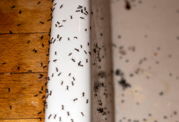 Best Affordable Pest Control Services  in Clksville, AR