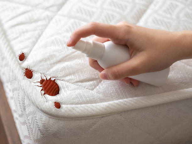 Best Affordable Exterminators  in Clksville, AR